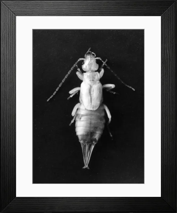 Framed Print : White Earwig Framed Print : White Earwig