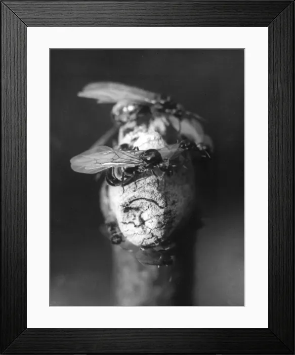 Framed Print : Winged Brown Ant Framed Print : Winged Brown Ant