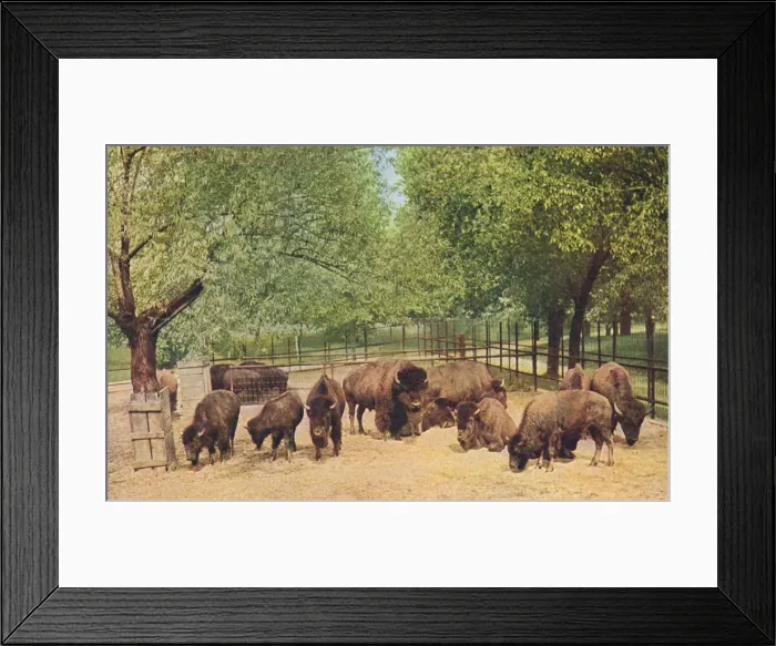 Framed Print : Buffalo in Chicago Framed Print : Buffalo in Chicago