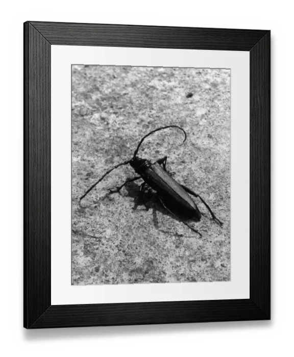 Framed Print : Musk Beetle Framed Print : Musk Beetle