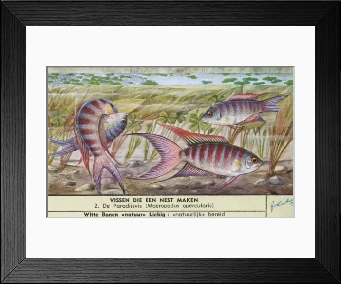 Framed Print : Nest-Making Fish - 2 Framed Print : Nest-Making Fish - 2