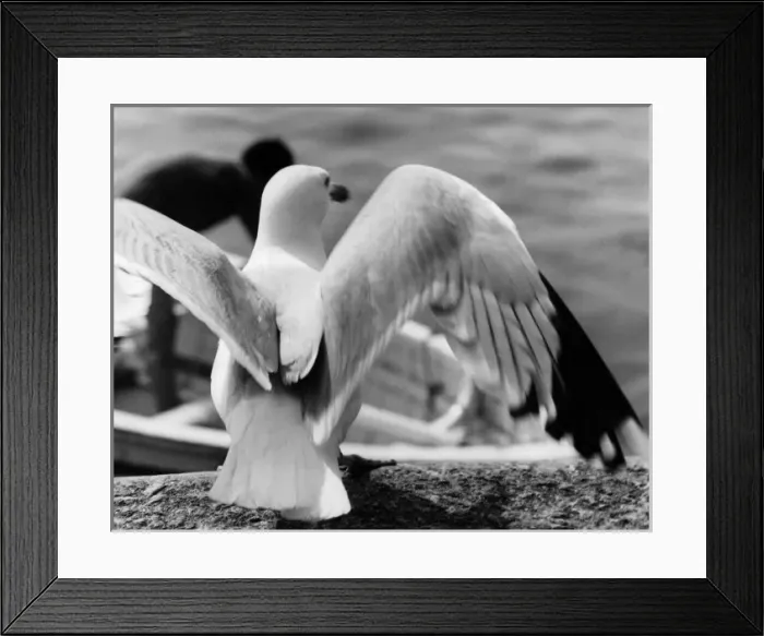 Framed Print : Seagulls Wings Framed Print : Seagulls Wings