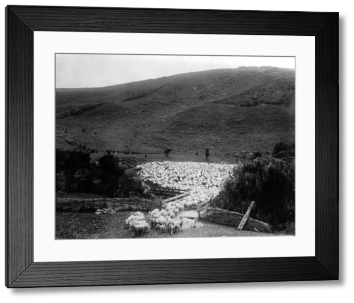 Framed Print : Kiwi Sheep Farming Framed Print : Kiwi Sheep Farming