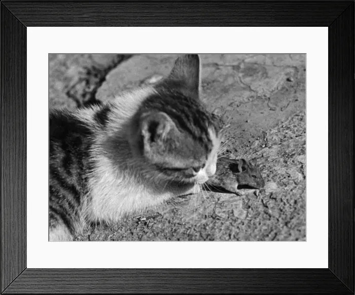 Framed Print : Cat and Mouse Framed Print : Cat and Mouse