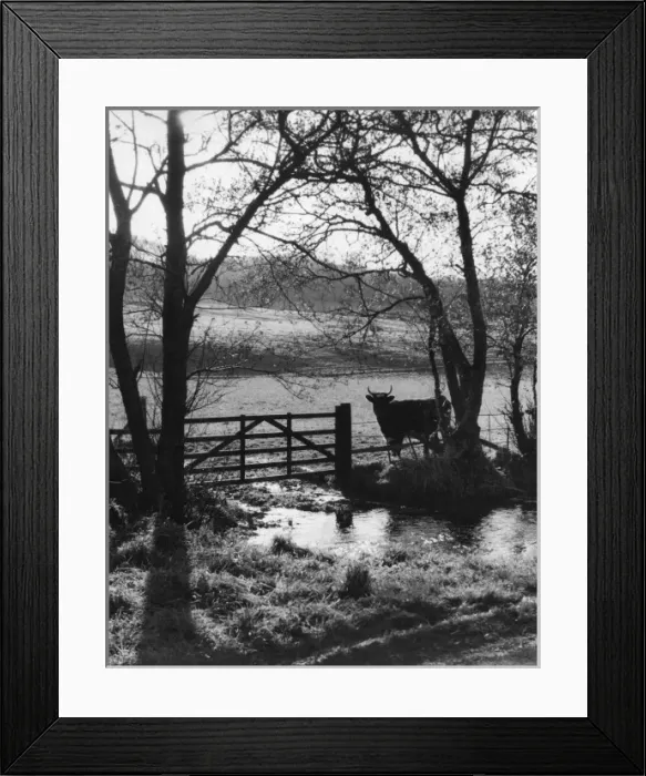 Framed Print : Bull Beside a Gate Framed Print : Bull Beside a Gate