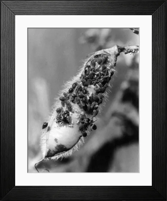 Framed Print : Black Ants & Black Fly Framed Print : Black Ants & Black Fly