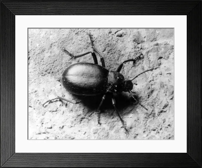 Framed Print : Common Beetle Framed Print : Common Beetle