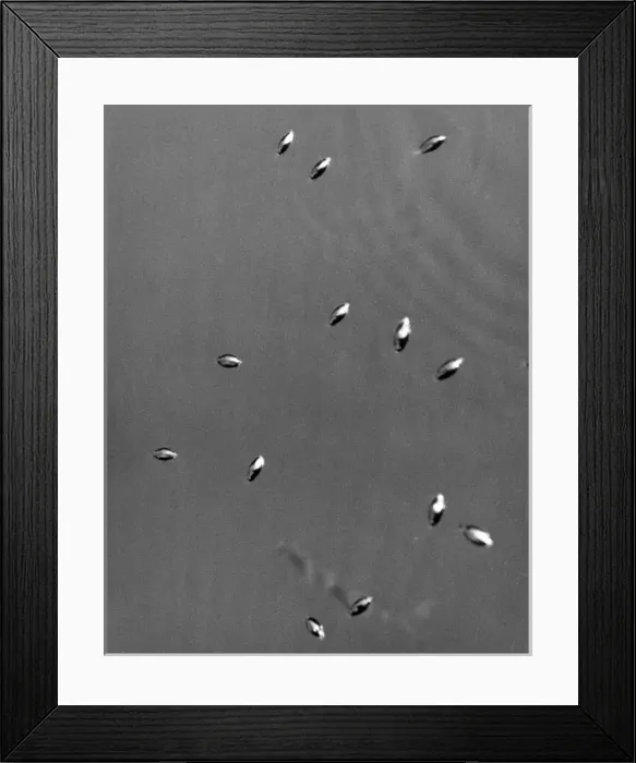 Framed Print : Whirligig Beetles Framed Print : Whirligig Beetles