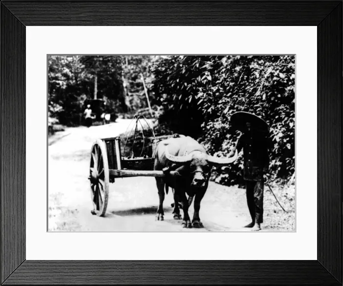 Framed Print : Buffalo and Cart Framed Print : Buffalo and Cart