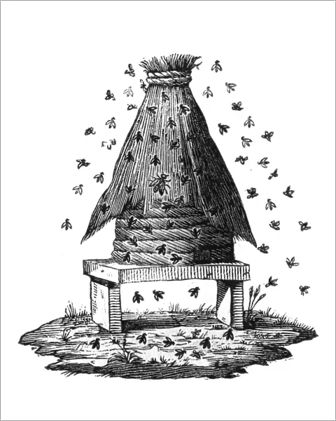 Beehive and Bees