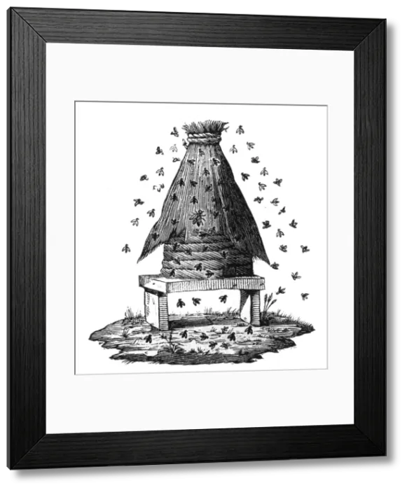 Framed Print : Beehive and Bees Framed Print : Beehive and Bees