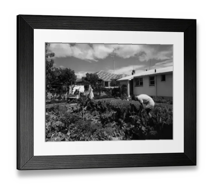 Framed Print : New Zealand Back Garden Framed Print : New Zealand Back Garden