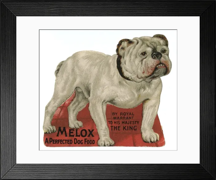 Framed Print : Bulldog Advertisement Framed Print : Bulldog Advertisement