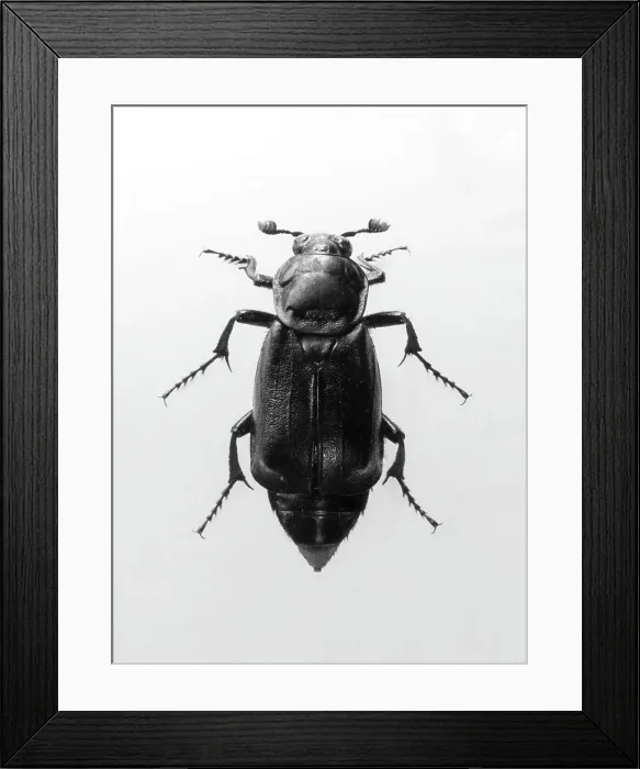 Framed Print : Burying Beetle Framed Print : Burying Beetle