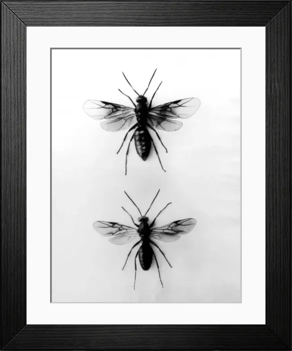 Framed Print : WOOD ANTS. Wood ants (Formici Pratennis) : Female (top), male (bottom). Date: 1950s Framed Print : WOOD ANTS. Wood ants (Formici Pratennis) : Female (top), male (bottom). Date: 1950s