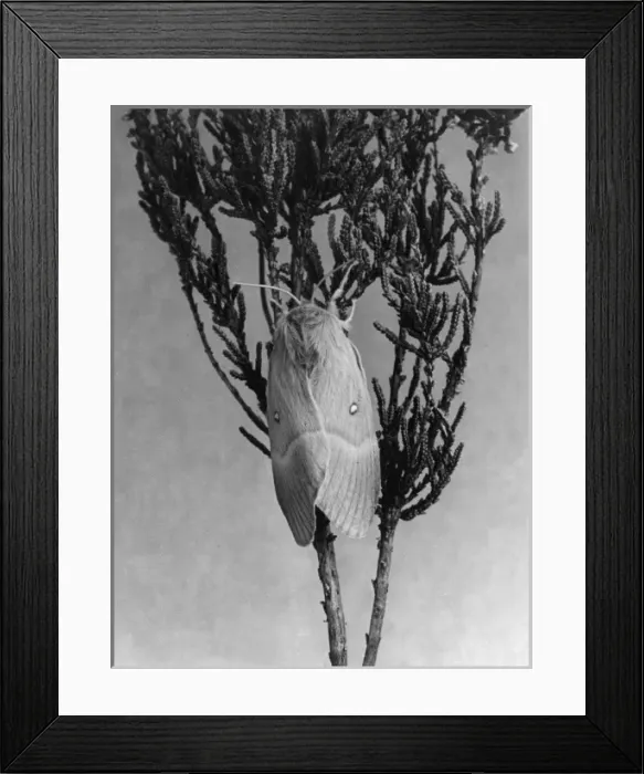 Framed Print : Oak Eggar Moth Framed Print : Oak Eggar Moth