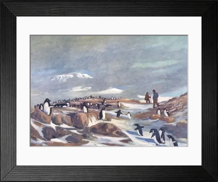 Framed Print : Return of the Penguins Framed Print : Return of the Penguins