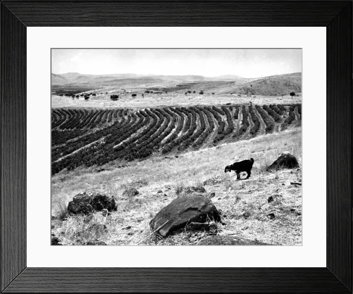 Framed Print : Mount of Beatitudes Framed Print : Mount of Beatitudes
