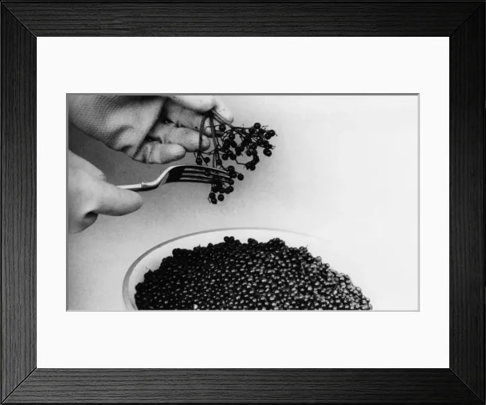 Framed Print : Elderberries for Wine Framed Print : Elderberries for Wine