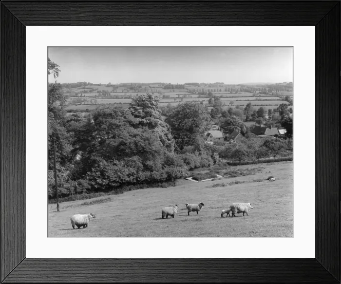 Framed Print : Warwickshire Sheep Framed Print : Warwickshire Sheep