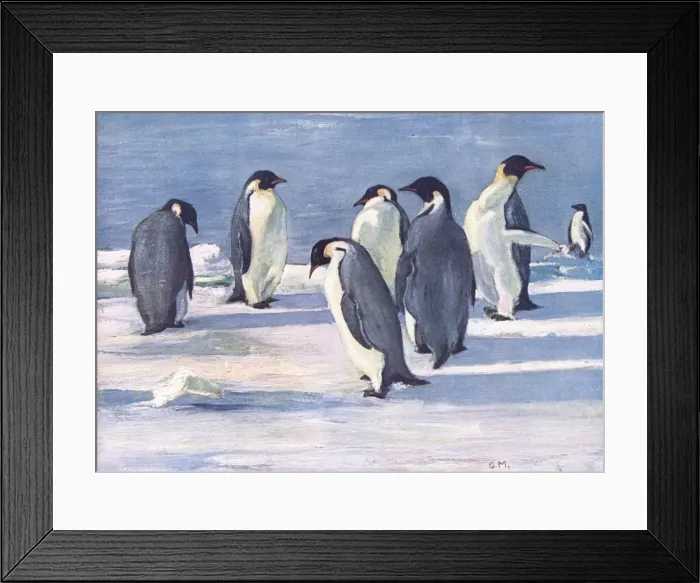 Framed Print : Emperor Penguins Framed Print : Emperor Penguins