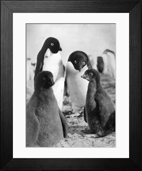 Framed Print : Adelie Penguins Framed Print : Adelie Penguins