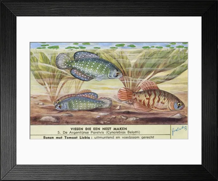 Framed Print : Nest-Making Fish - 5 Framed Print : Nest-Making Fish - 5