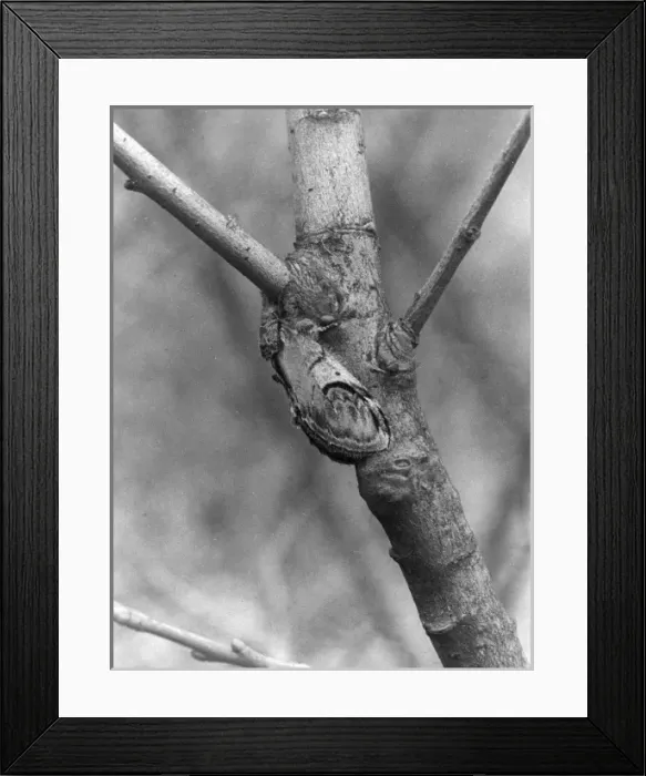 Framed Print : Pebble Prominent Moth Framed Print : Pebble Prominent Moth