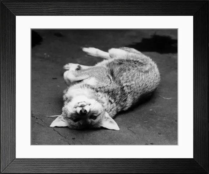 Framed Print : CUTE FOX. A cute fox rolling on its back like a 60s model. Date: 1960s Framed Print : CUTE FOX. A cute fox rolling on its back like a 60s model. Date: 1960s