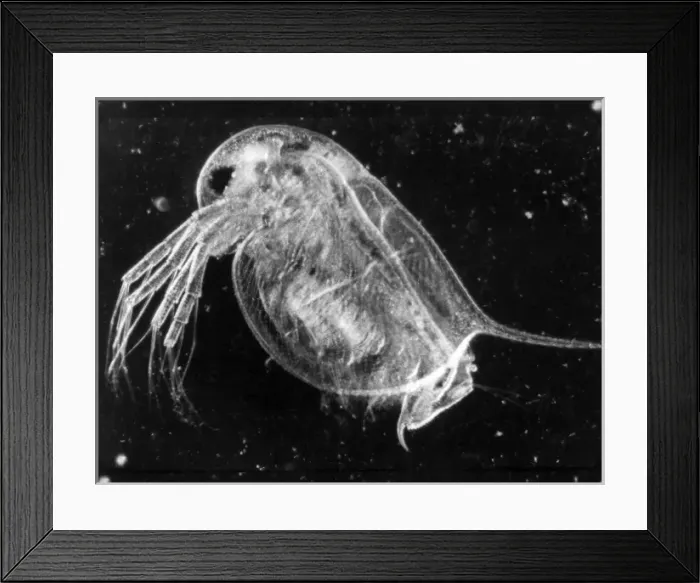 Framed Print : Insect / Water Flea Framed Print : Insect / Water Flea