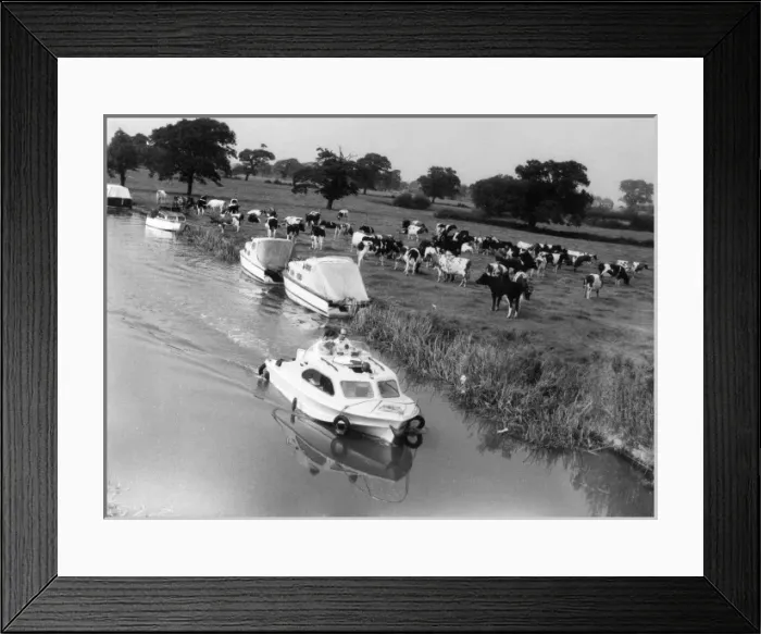 Framed Print : Canal & Cattle Framed Print : Canal & Cattle