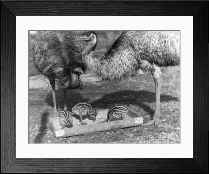Framed Print : Emus and Chicks Framed Print : Emus and Chicks