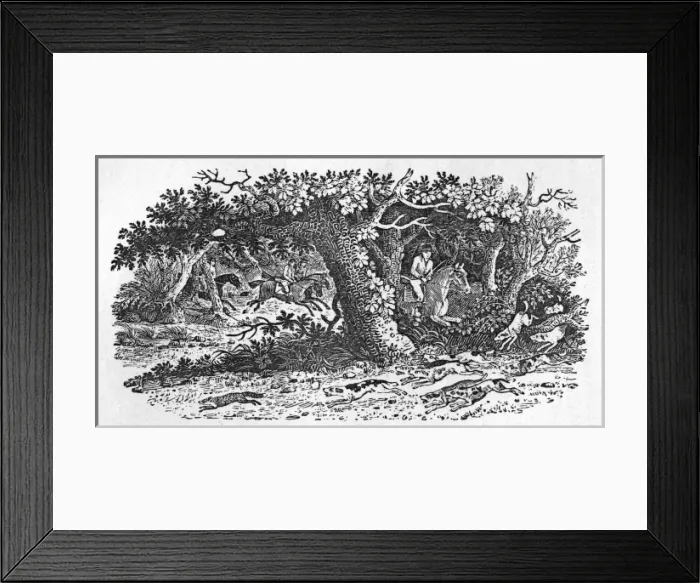 Framed Print : The Fox Turns Framed Print : The Fox Turns