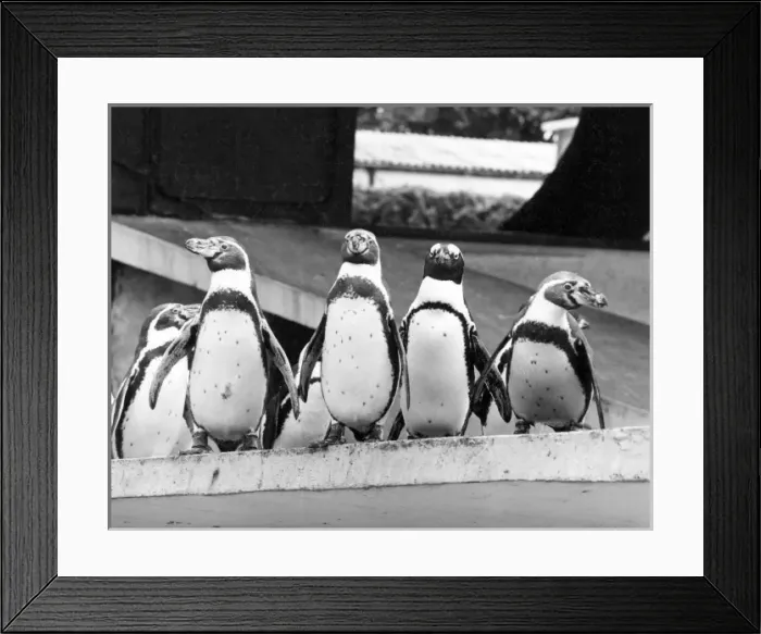 Framed Print : PENGUINS. A group of penguins. Date: 1960s Framed Print : PENGUINS. A group of penguins. Date: 1960s