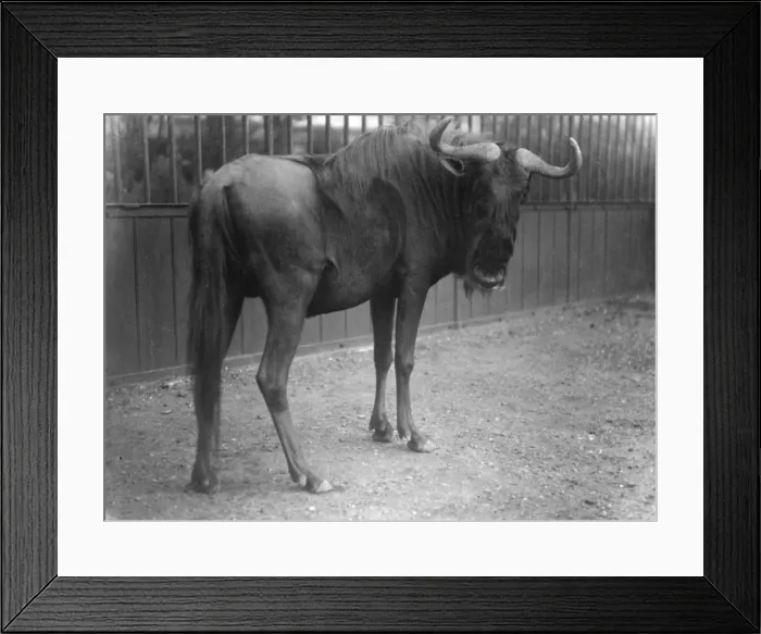 Framed Print : Brindled Gnu Framed Print : Brindled Gnu