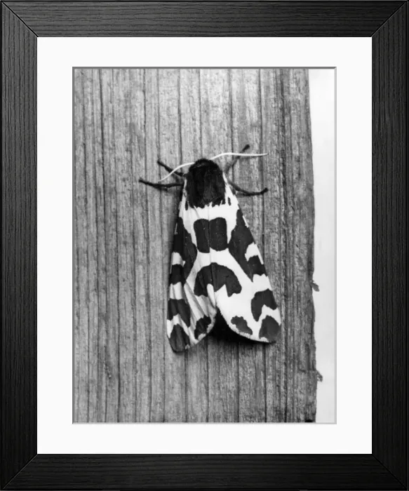 Framed Print : TIGER MOTH Framed Print : TIGER MOTH