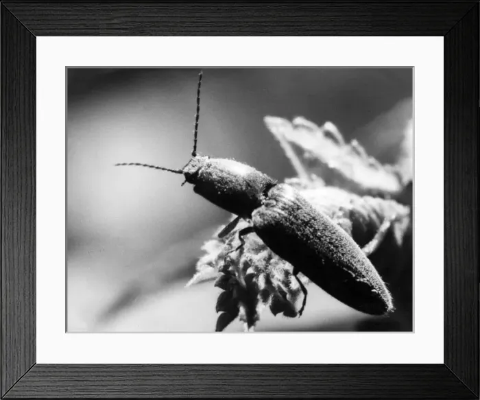 Framed Print : Insect on Rose Leaf Framed Print : Insect on Rose Leaf