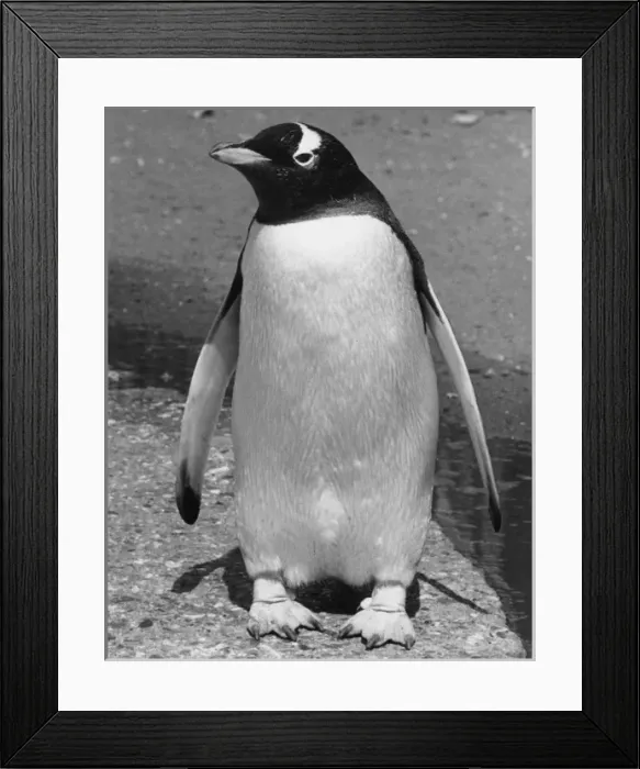 Framed Print : PENGUIN. A rather pigeon-toed penguin! Date: 1960s Framed Print : PENGUIN. A rather pigeon-toed penguin! Date: 1960s