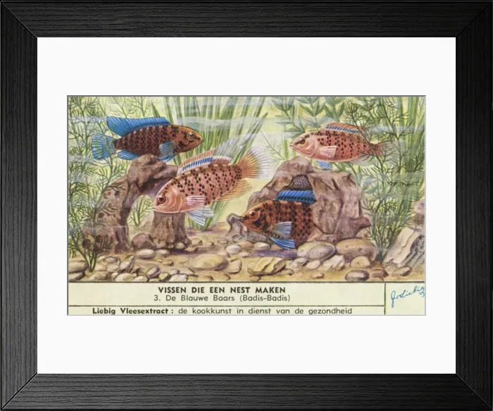 Framed Print : Nest-Making Fish - 3 Framed Print : Nest-Making Fish - 3