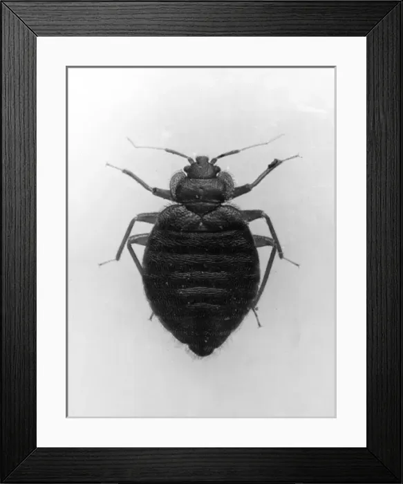 Framed Print : C0Mmon Beg Bug Framed Print : C0Mmon Beg Bug