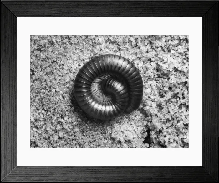 Framed Print : Curled Millipede Framed Print : Curled Millipede