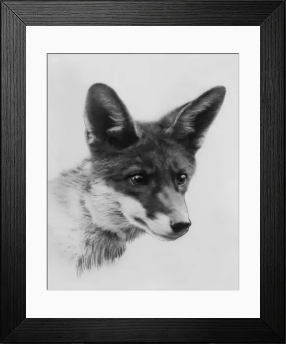 Framed Print : Fox Portrait Framed Print : Fox Portrait