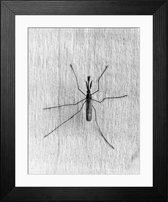 Framed Print : Malaria Mosquito Framed Print : Malaria Mosquito