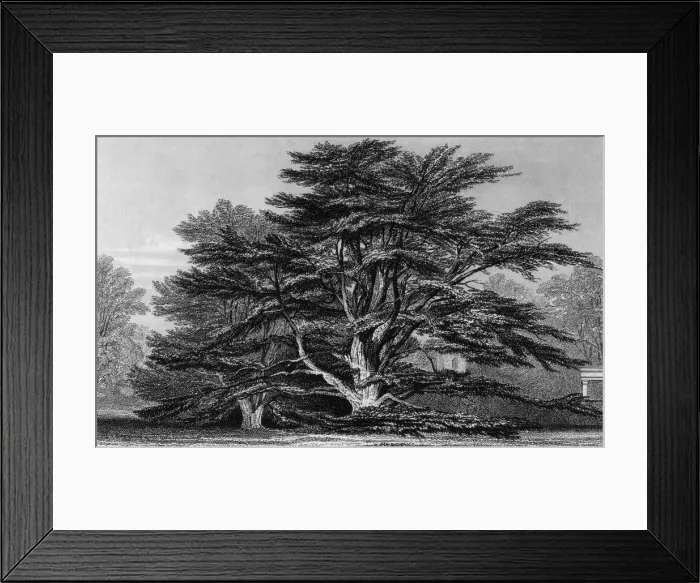 Framed Print : Peper Harow Park, Surrey Framed Print : Peper Harow Park, Surrey