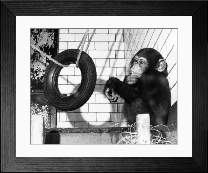 Framed Print : Chimp with Tyre Framed Print : Chimp with Tyre