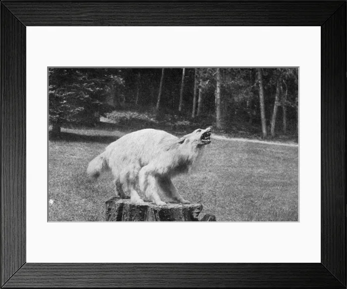 Framed Print : Stuffed dog mounted on a tree stump Framed Print : Stuffed dog mounted on a tree stump