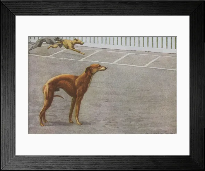 Framed Print : Whippets. A whippet stands with its tail between its legs as two whippets Framed Print : Whippets. A whippet stands with its tail between its legs as two whippets