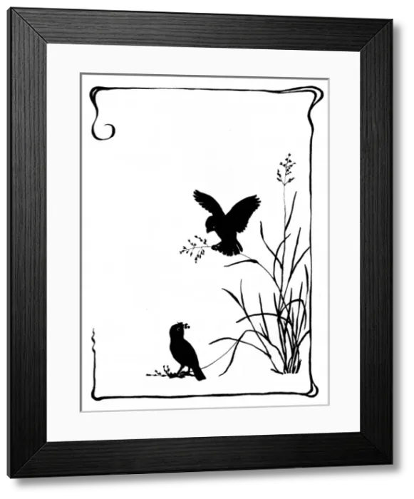 Framed Print : Two sparrows collecting grass seeds Framed Print : Two sparrows collecting grass seeds
