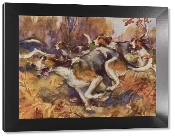 Foxhounds. Artist: Eileen Hood. Watercolour of foxhound dogs scenting their
