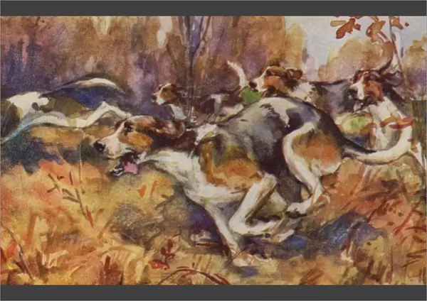 Foxhounds. Artist: Eileen Hood. Watercolour of foxhound dogs scenting their